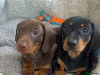 Miniature Dachshund dogs Miniature dachshunds 950 - Advert 4