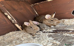Mixed Breed rabbits for sale: 2 beautiful baby rabbits for sale  - Image 8
