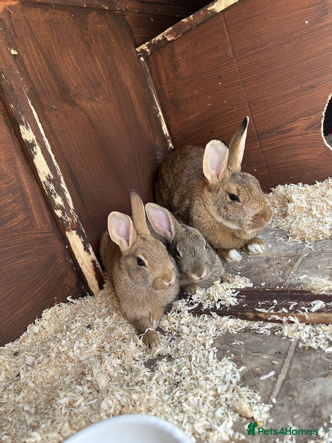Mixed Breed rabbits for sale: 2 beautiful baby rabbits for sale  - Image 8
