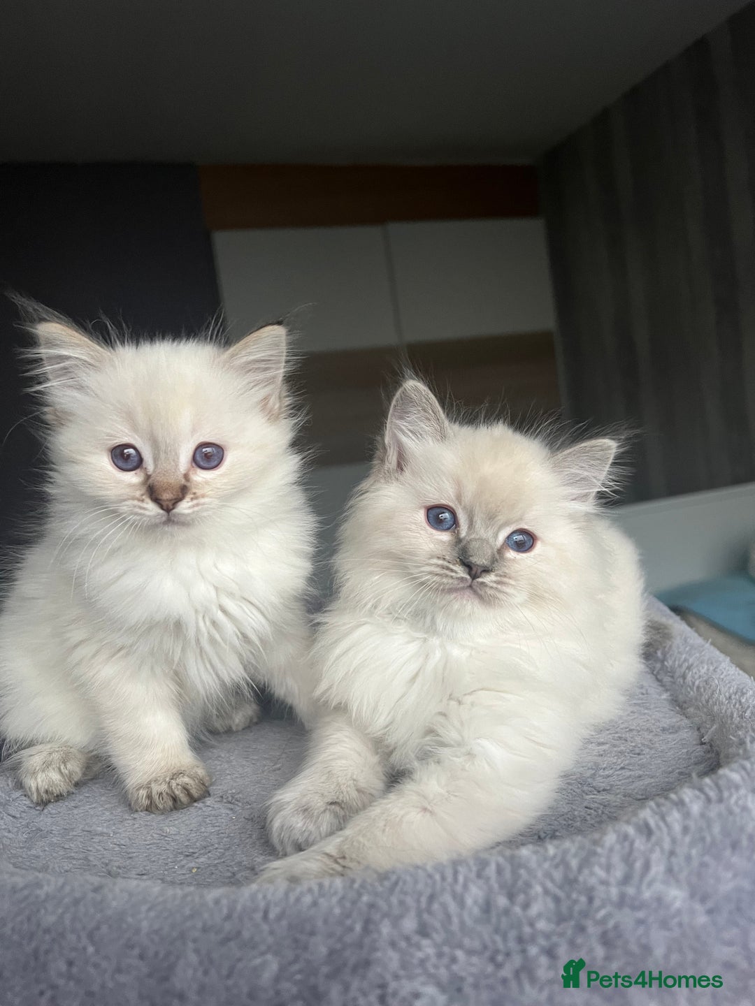 Ragdoll cats for sale: GCCF Ragdoll kittens for sale - Advert 32