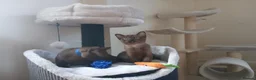 Burmese cats for sale: Stunning Brown Burmese Kittens. GCCF Reg.  - Advert 4