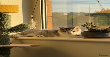 Munchkin cats - Advert 1