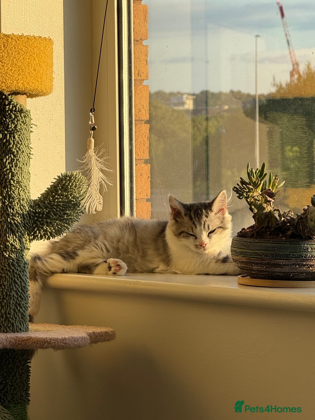 Munchkin cats for sale: ⭐️⭐️-3x TICA Munchkins - Super Short Legs-⭐️⭐️  - Image 6