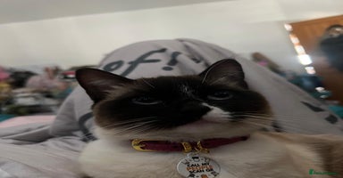 Himalayan cats - Advert 2
