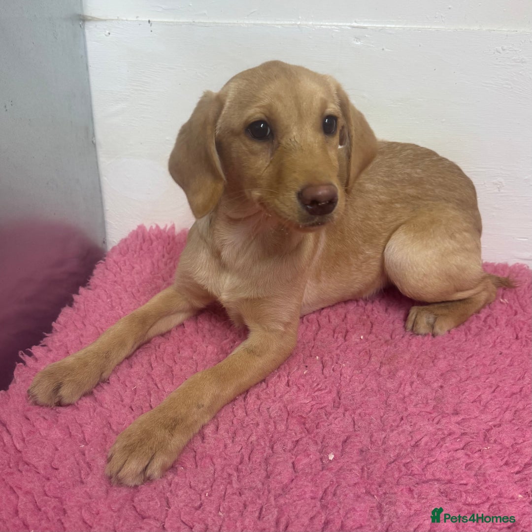 Labrador Retriever dogs for sale: 🧡 Pale Fox Red Yellow Labrador Puppies 💛 - Advert 15