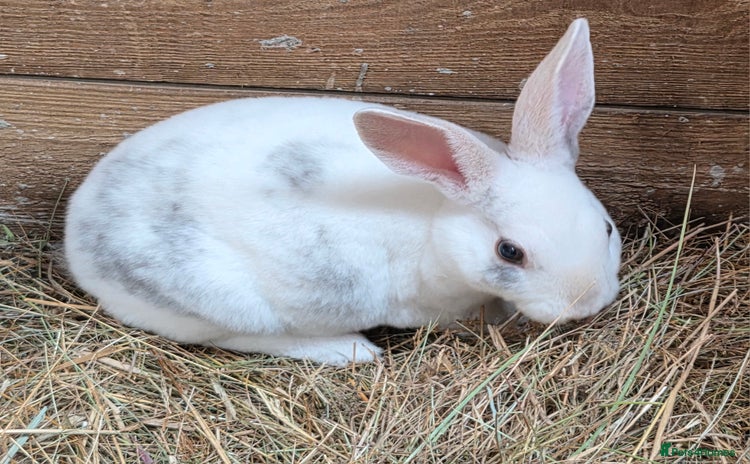 Rex rabbits - Advert 5