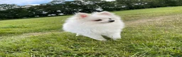 Pomeranian dogs for sale: Stunning little Pomeranian KC white Boy - Advert 2