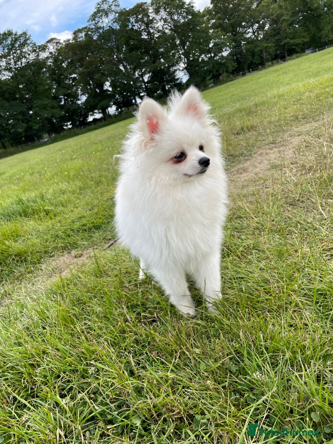 Pomeranian dogs for sale: Stunning little Pomeranian KC white Boy - Advert 2