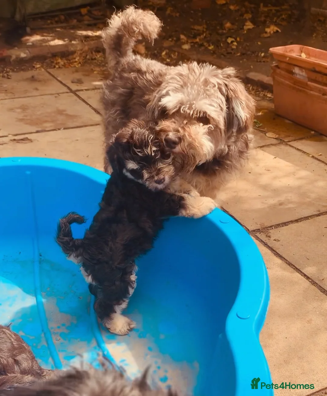 Miniature Schnauzer dogs for sale: 🐾Stunning Miniature Schnauzer Puppies 🐾 - Advert 1