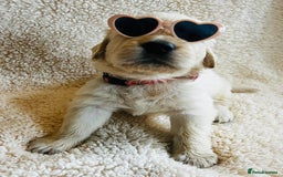 Golden Retriever dogs for sale: 8 Outstanding Chunky Cream Golden Puppies  - Image 12