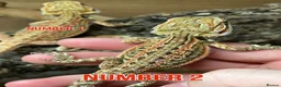 Bearded Dragon reptiles for sale: Last Few Baby Bearded Dragons For Sale! - Advert 4