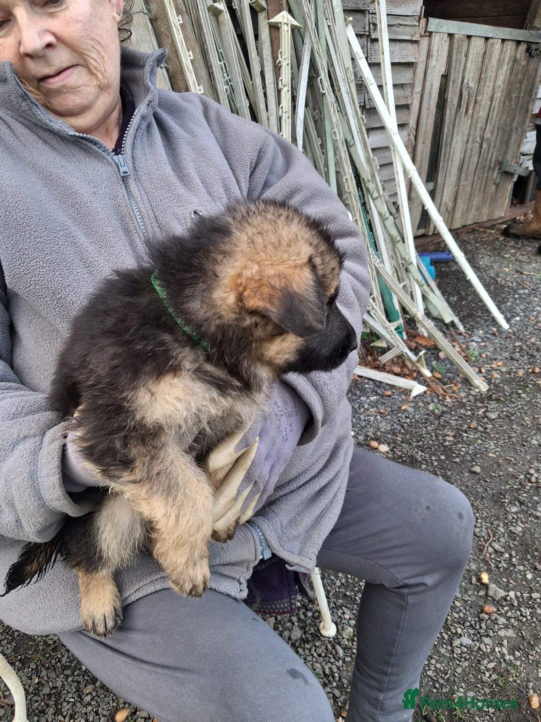 German Shepherd dogs for sale: Super litter of fully registered gsd pups - Advert 15