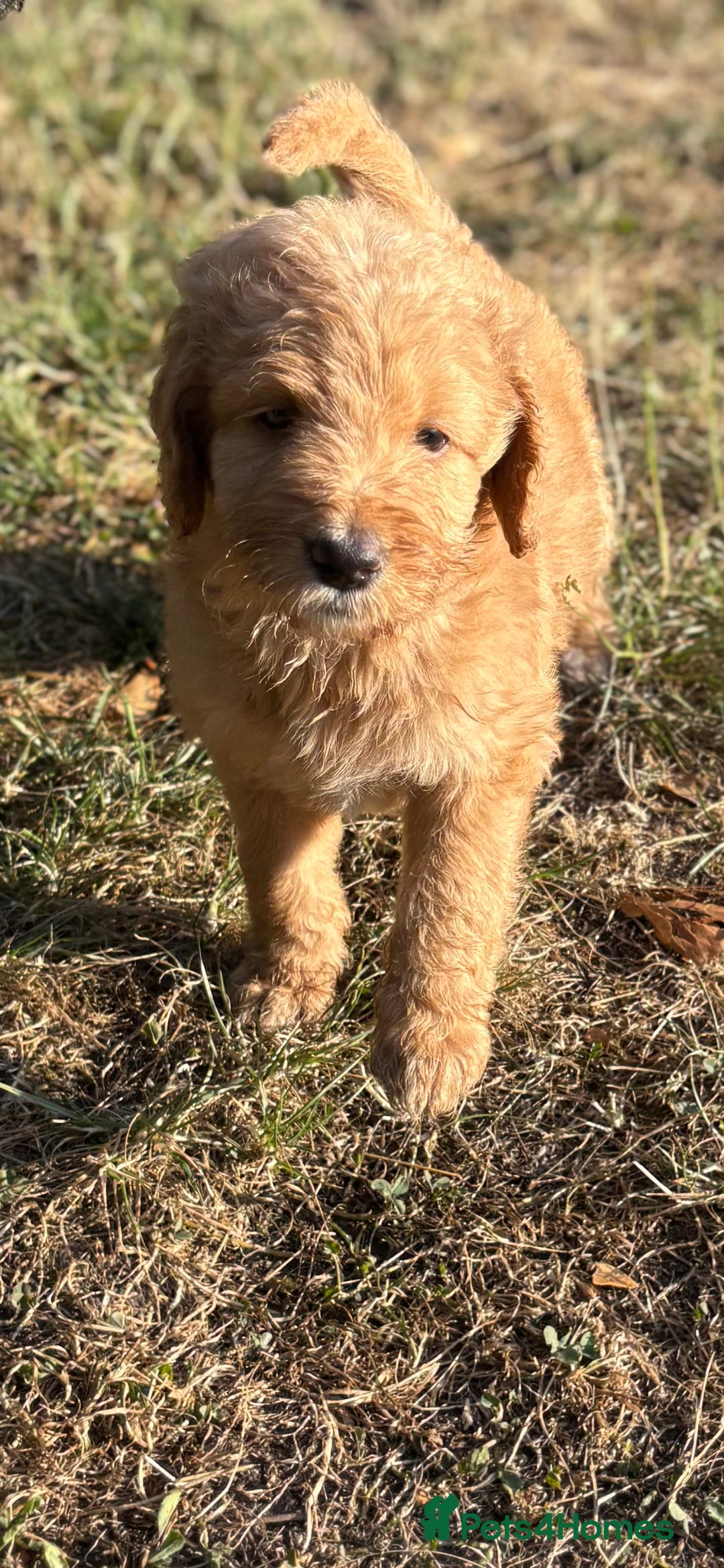 Labradoodle dogs for sale: F1B Labradoodles: available from Aug 2nd. in Uxbridge - Image 8