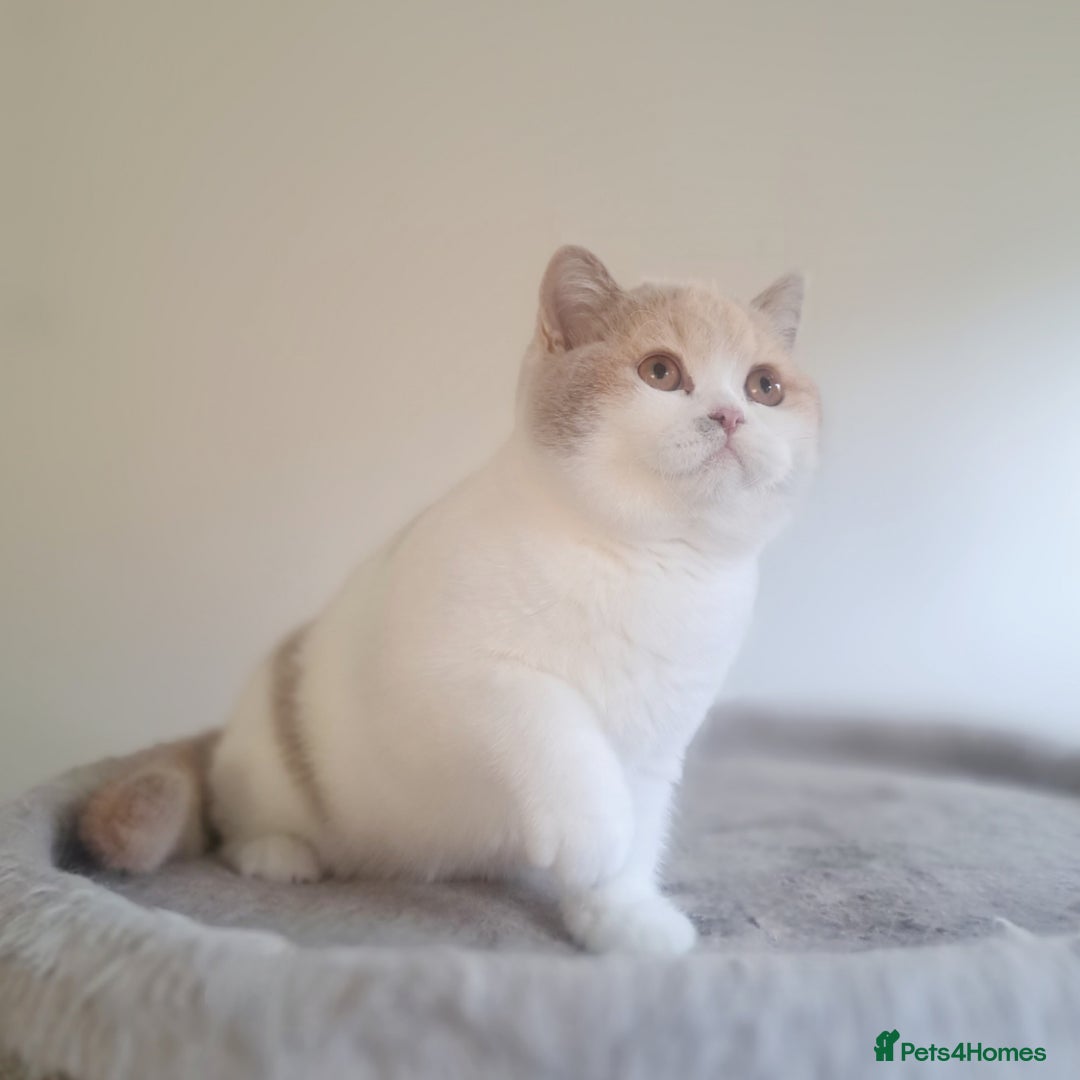 British Shorthair cats for sale: British Shorthair Fawn Tortie & White Female - Advert 16