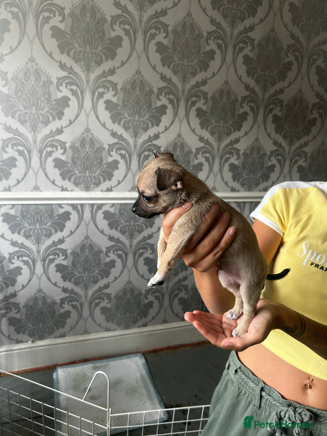 Chihuahua dogs for sale: 3 Gorgeous Chihuahua pups  - Image 5