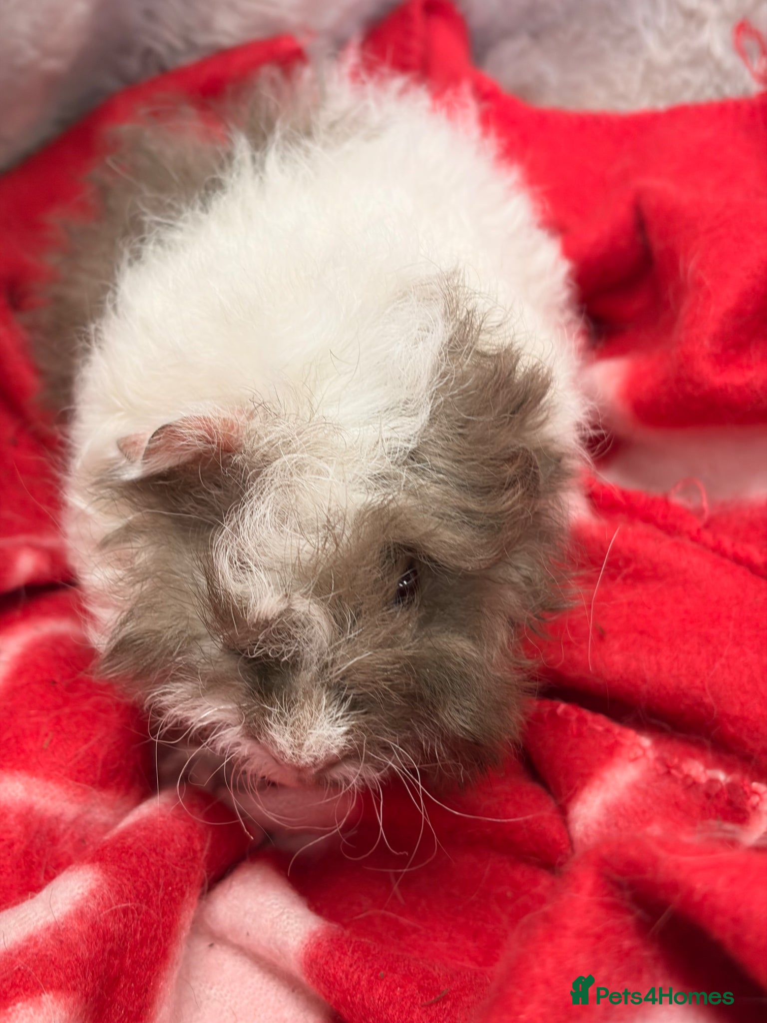 Guinea Pig rodents for sale: BEAUTIFUL BABY BOY GUINEA PIGS - Advert 3