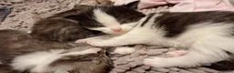 Mixed Breed cats for sale: Bengal mix - beautiful kittens  - Advert 4