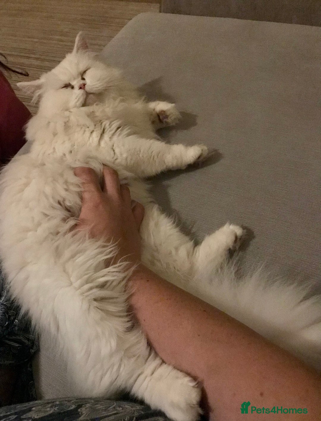 Persian cats for sale: Gorgeous Persian Cross Kittens  - Image 15