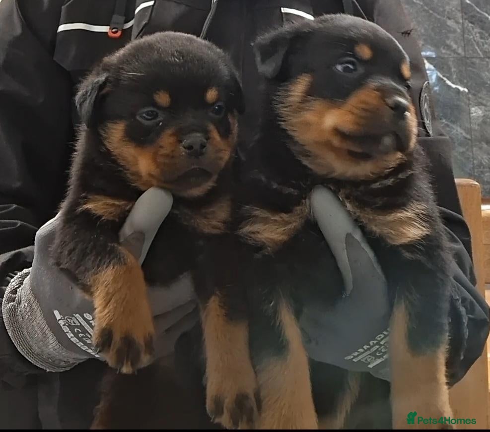 Rottweiler dogs Rottwiler puppies  - Advert 1