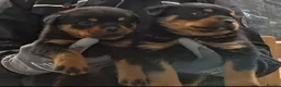 Rottweiler dogs for sale: Rottwiler puppies  - Advert 2