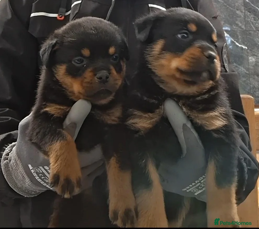 Rottweiler dogs for sale: Rottwiler puppies  - Advert 2