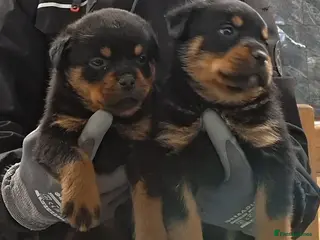 Rottweiler dogs Rottwiler puppies - Advert 1