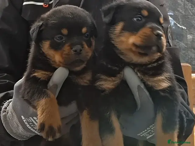 Rottweiler dogs Rottwiler puppies - Advert 1