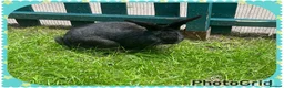 Continental Giant rabbits for sale: Neutered Bonded pair continental giants - Advert 3