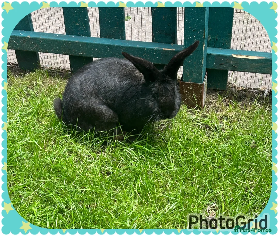 Continental Giant rabbits for sale: Neutered Bonded pair continental giants - Advert 3
