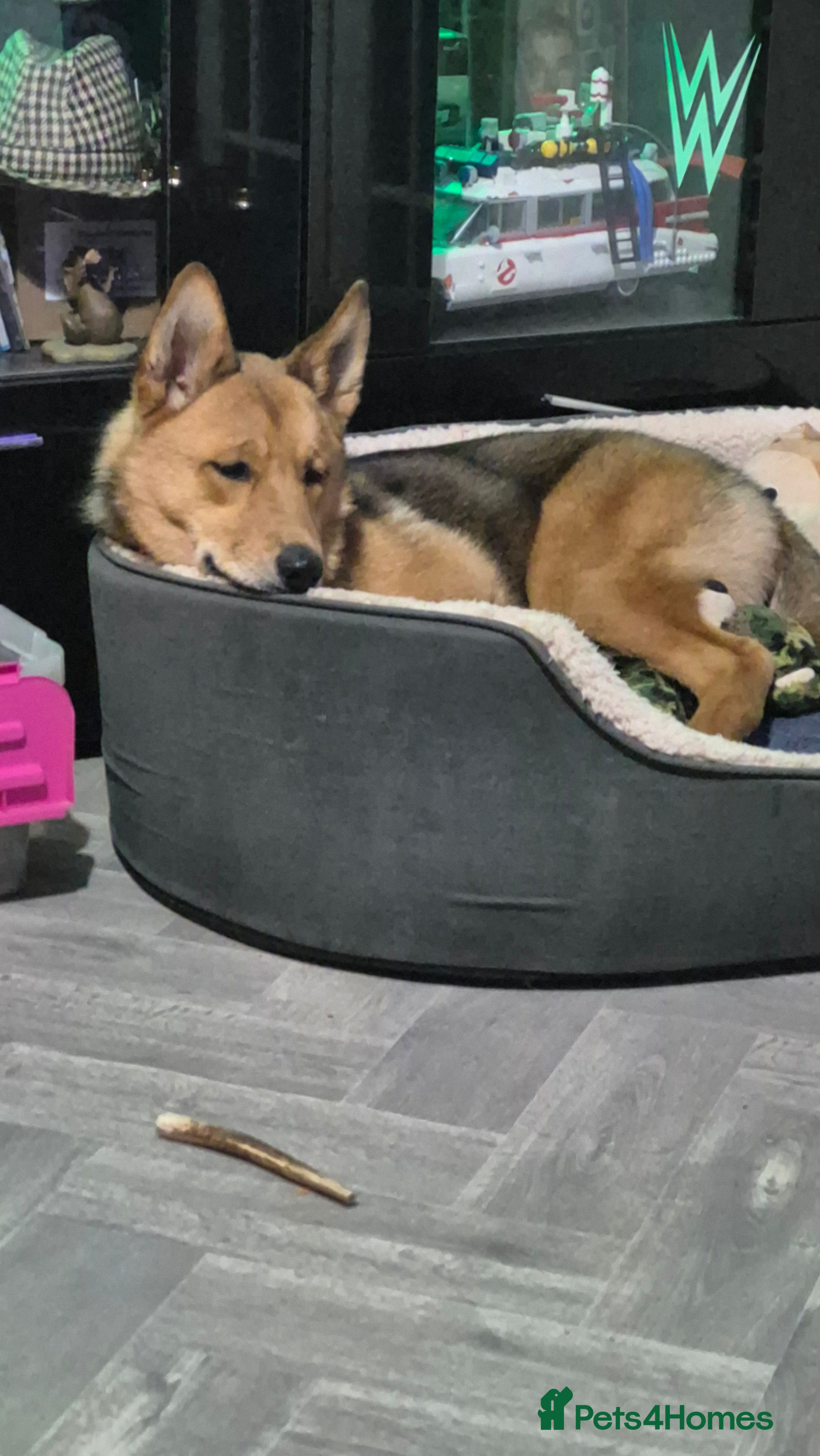 Mixed Breed dogs Female husky cross - Advert 3