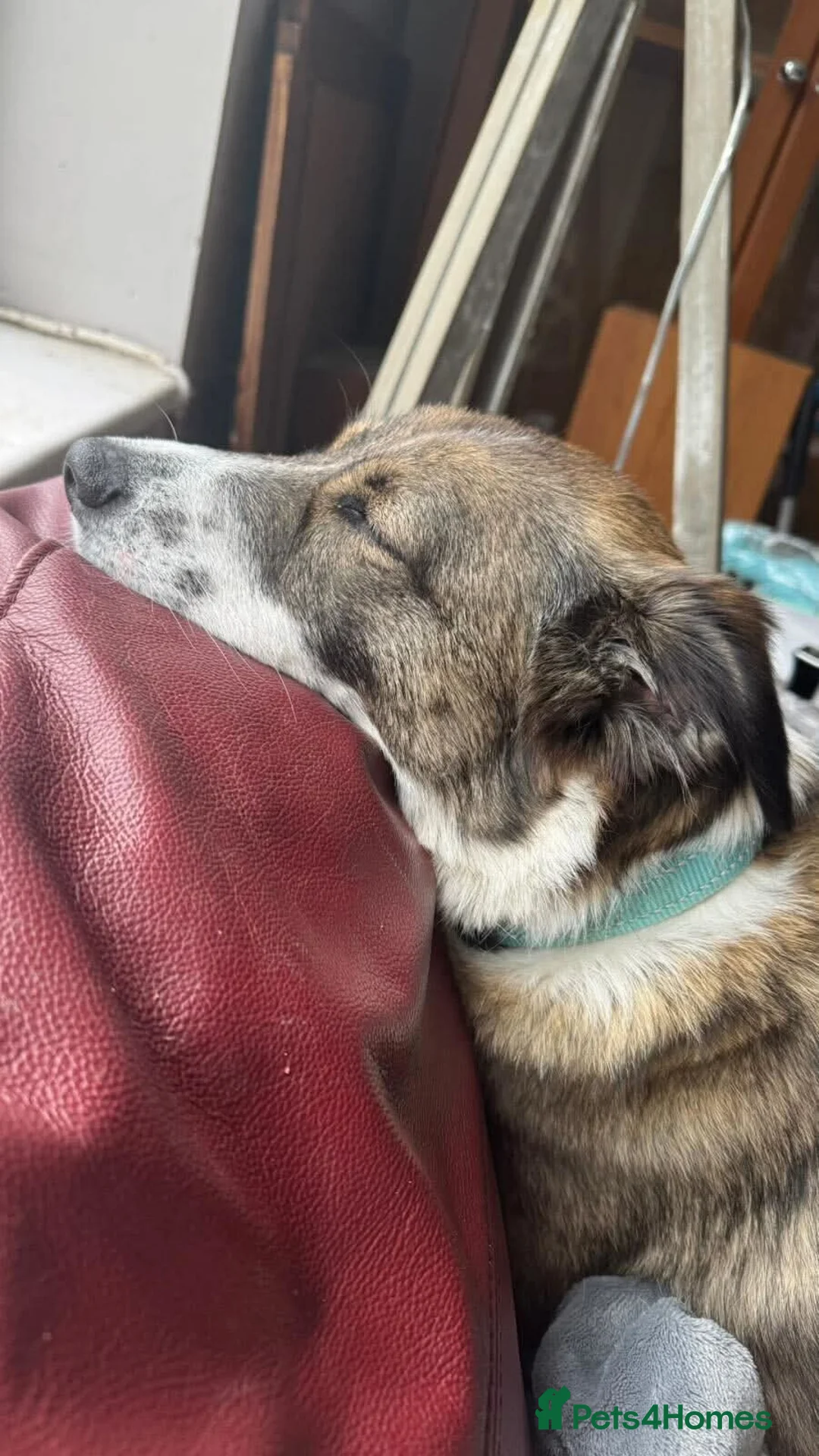 Mixed Breed dogs for adoption: Meet Bella, currently residing in Merseyside  - Advert 16