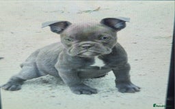 American Bully dogs for sale: Exotic American bully pups blood lines of bitcoin  - Image 24