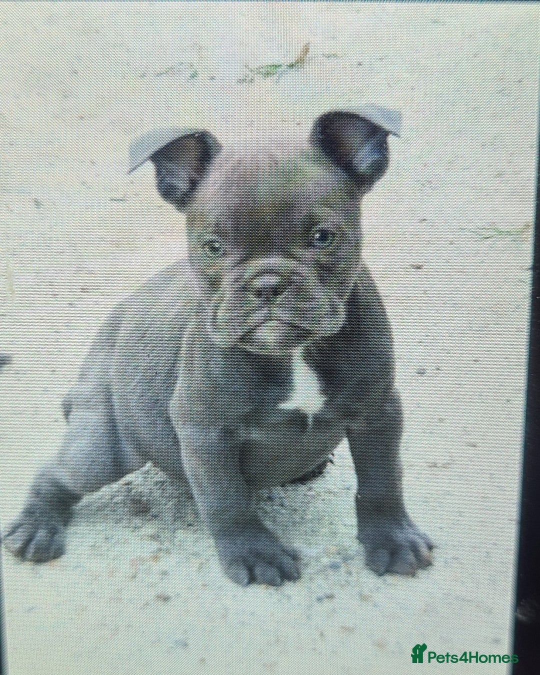 American Bully dogs for sale: Exotic American bully pups blood lines of bitcoin  - Image 24