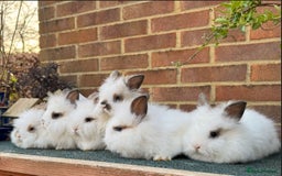 Mixed Breed rabbits for sale: All Female Gorgeous Lionhead/Lop/English rabbits. in Pewsey - Image 1