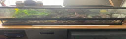 Leopard Gecko reptiles for sale: Leopard Gecko - Advert 4