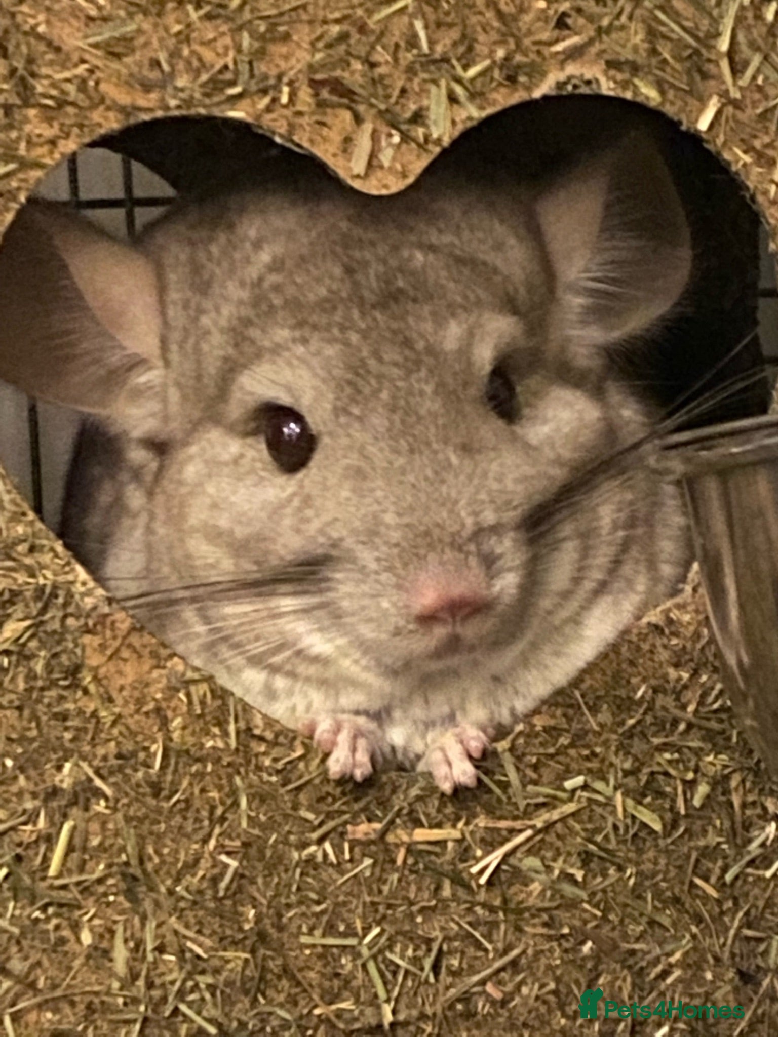 Chinchilla rodents A Chinchilla Family - Advert 1
