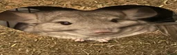 Chinchilla rodents for sale: A Chinchilla Family in Malvern - Advert 1
