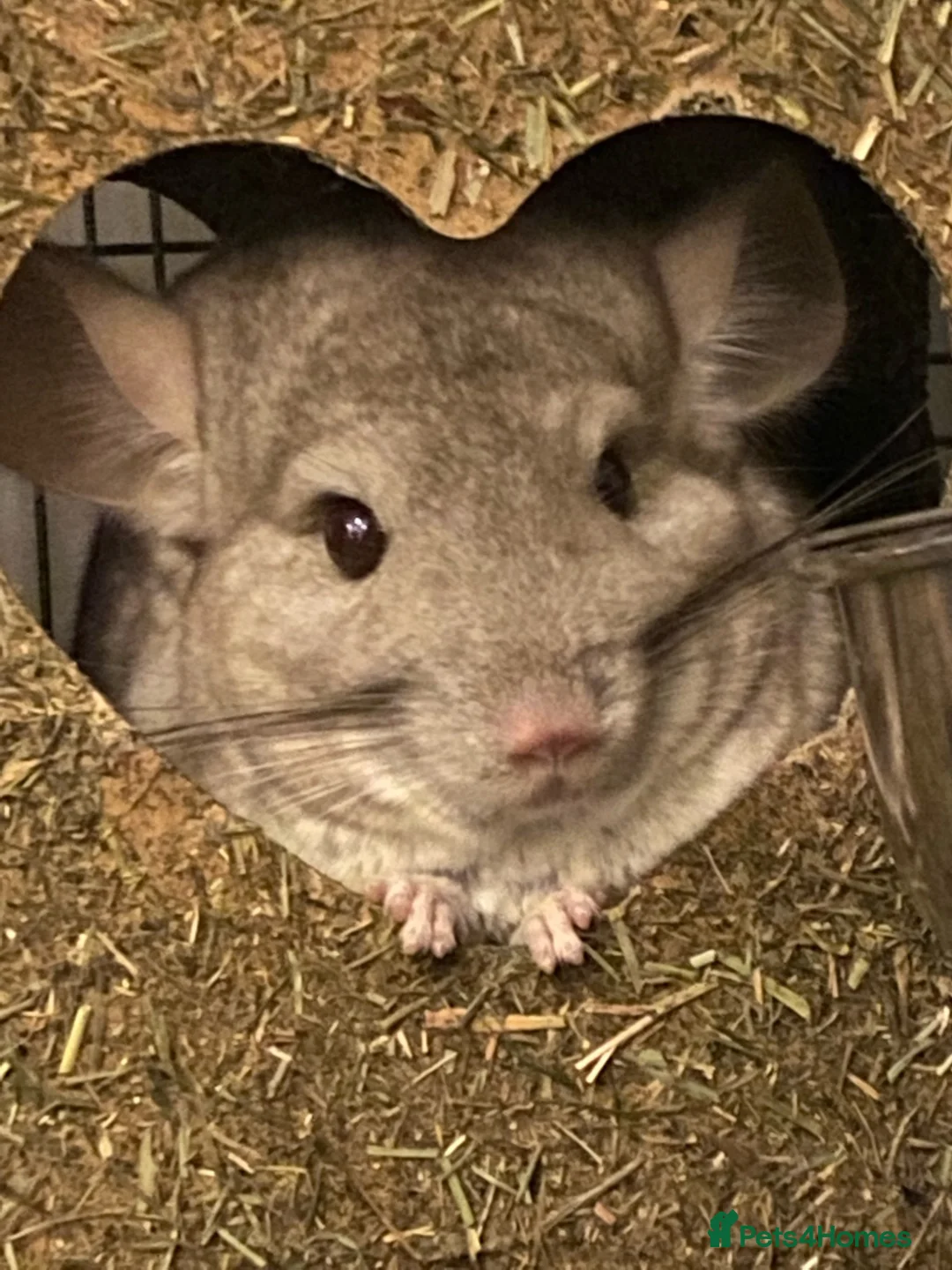 Chinchilla rodents for sale: A Chinchilla Family in Malvern - Advert 1
