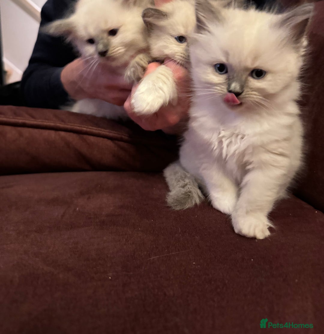 Ragdoll cats for sale: Ragdoll kittens - Image 10