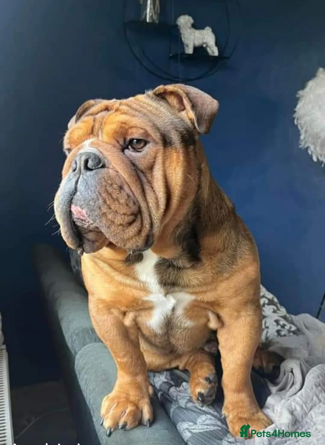 English Bulldog dogs for stud: Kc registered Choc sable EBD STUD ONLY in Bradford - Advert 6
