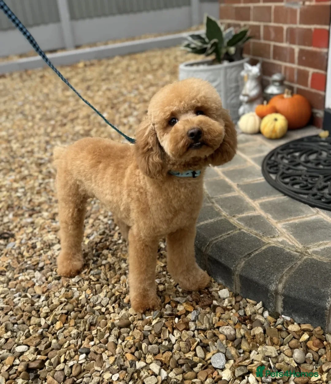 Cavapoo dogs for sale: Cavapoo Puppies – Health Tested KC Parents - Advert 8