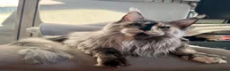 Maine Coon cats for sale: 🐾Three Beautiful Pedigree Maine Coon Boys🐾 - Advert 37