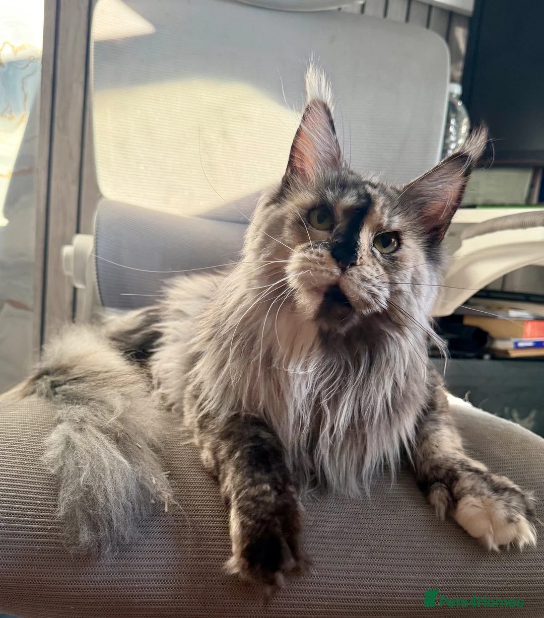 Maine Coon cats for sale: 🐾Three Beautiful Pedigree Maine Coon Boys🐾 - Advert 37