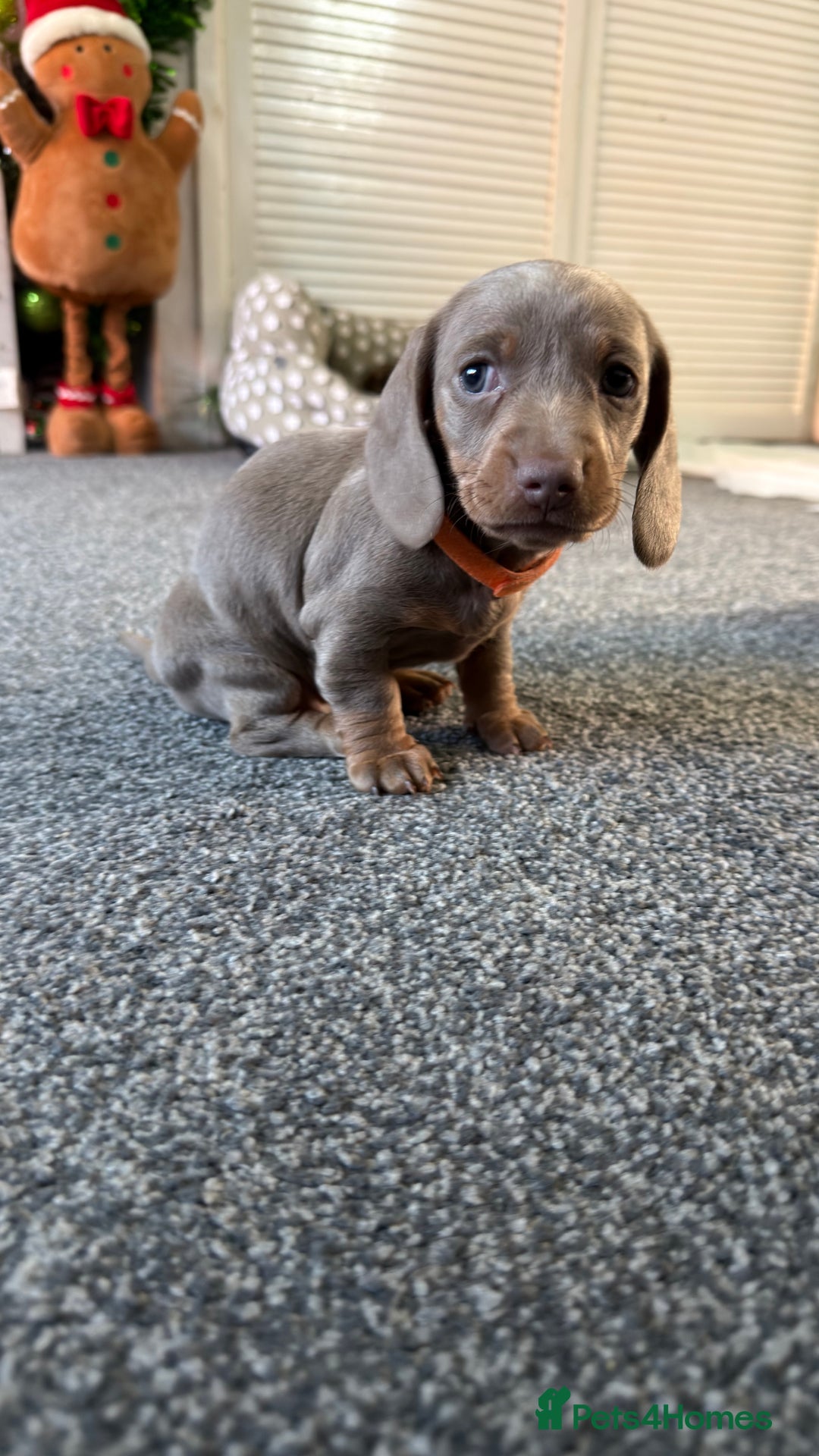 Miniature Dachshund dogs for sale: Miniature dachshund puppies  - Advert 8