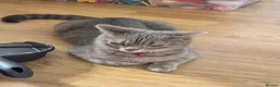 Mixed Breed cats for sale: 2 beautiful female kittens in Edinburgh - Advert 1