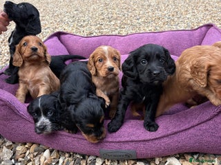 Cocker Spaniel dogs - Advert 27