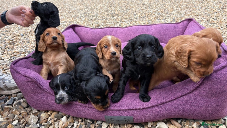 Cocker Spaniel dogs - Advert 3