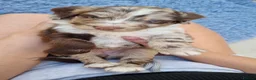 Sproodle dogs for sale: Three Beautiful Girls Remaining F1 Merle Sproodles - Advert 21