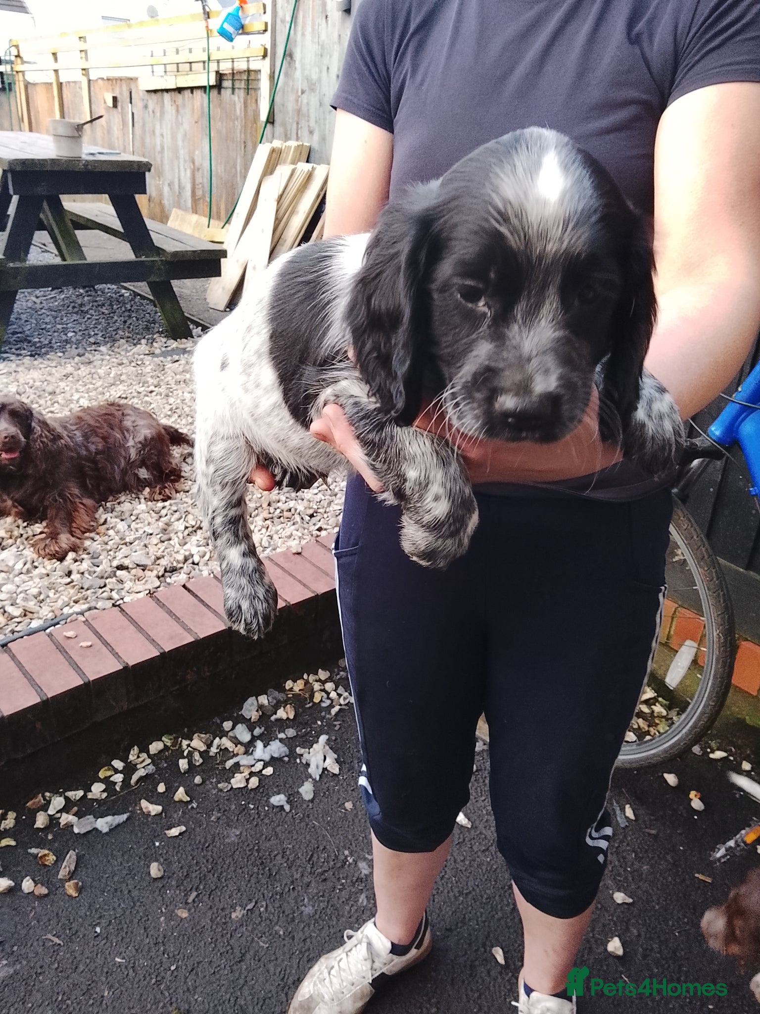 Sprocker dogs Sprocker spaniel puppies  - Advert 6