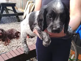Sprocker dogs Sprocker spaniel puppies - Advert 6